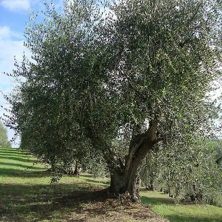 Larino Luxury In Tuscany With Breathtaking View *