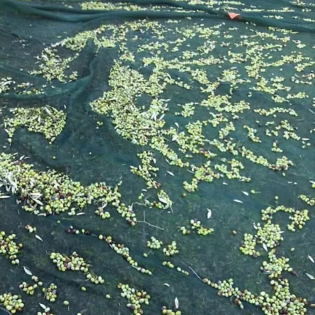 Larino Luxury In Tuscany With Breathtaking View Vila Forcoli