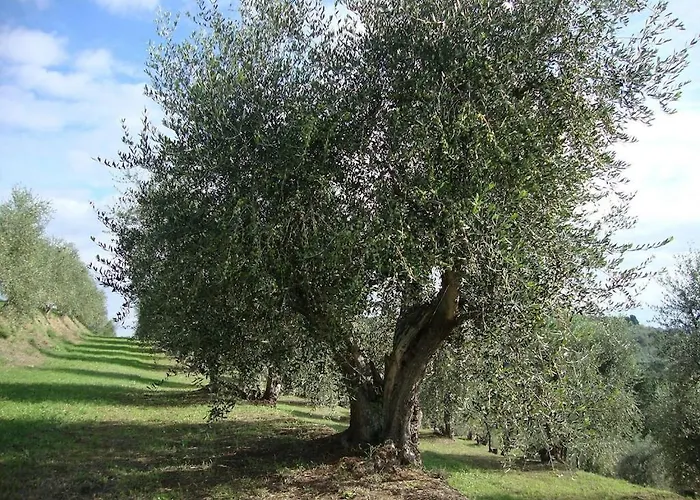 Larino Luxury In Tuscany With Breathtaking View *